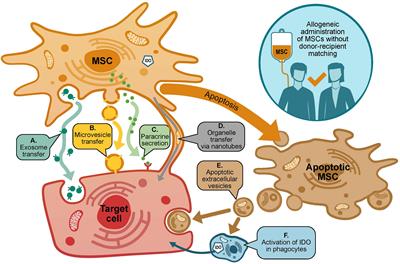 Mesenchymal Stromal Cells for the Treatment of Graft Versus Host Disease